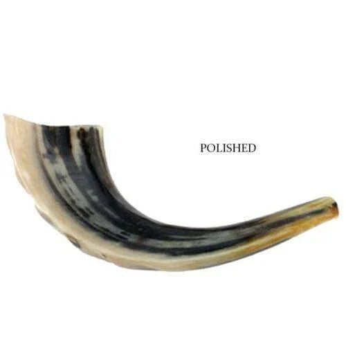 Natural Kosher Jewish Polished Shofar Ram Horn 25-29 cm Israel - bluewhiteshop
