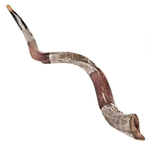Natural Kosher Silver Plated Yemenite Shofar Kudu Horn 90-99 cm - bluewhiteshop