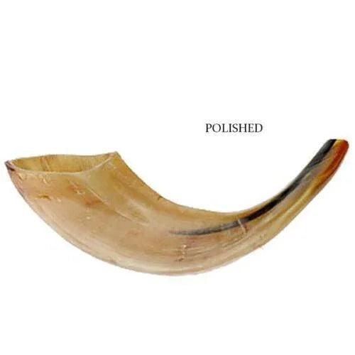 Jewish Shofar Natural Kosher Polished Ram Horn 24-28 cm from Israel - bluewhiteshop