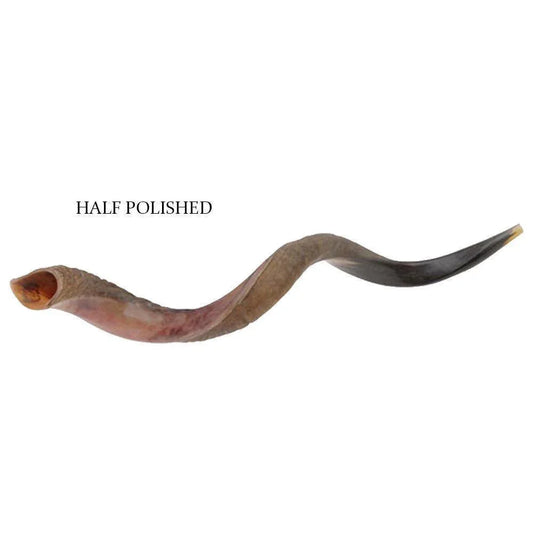 Natural Kosher Half-Polished Yemenite Shofar Kudu Horn 121-127cm Israel - bluewhiteshop