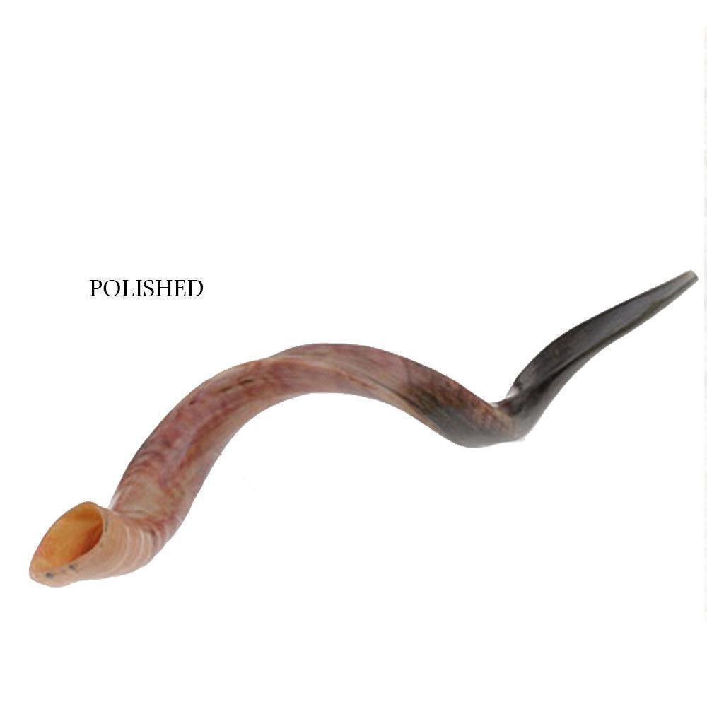 Natural Kosher Polished Yemenite Shofar Kudu Horn 121-127cm Israel - bluewhiteshop